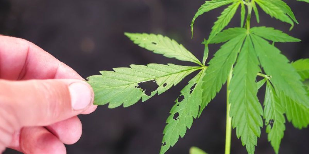 Common Pests of Cannabis