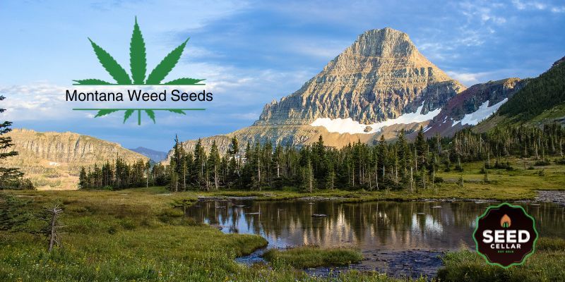 Cannabis Seeds in Montana