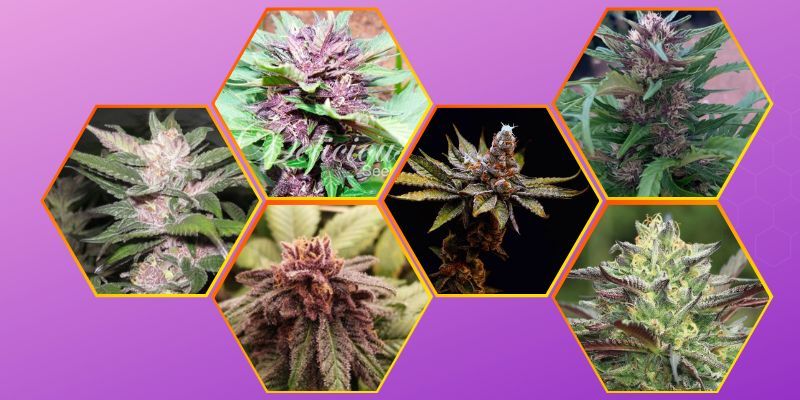 Purple Cannabis Strains