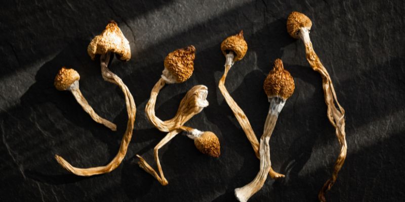 Psilocybin Mushrooms