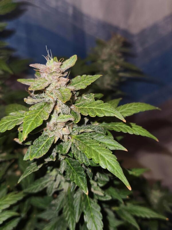 Jean-O's Genetics CBD Haze Auto Fem 3 pk - Image 2