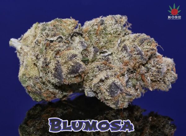 Mosca Seeds Blumosa S1 Fem 6 pk - Image 3