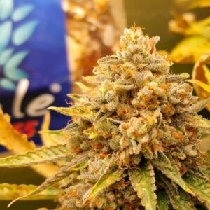 Dingleberry Kush (South Bay Genetics) :: Cannabis Strain Info