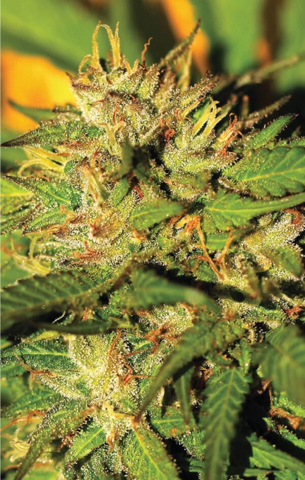 Humboldt Seed Company Humboldt Headband Fem 10 pk