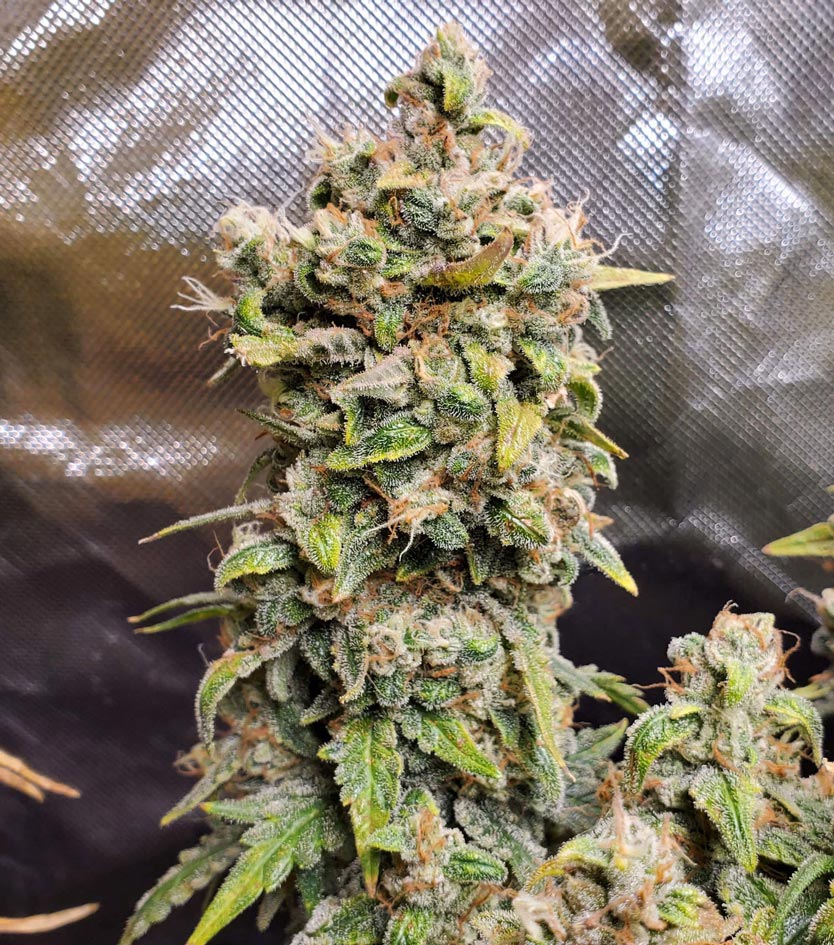 Buy Seeds Online from Seed Cellar for the Best Cannabis!