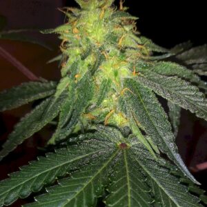 Dingleberry Kush (South Bay Genetics) :: Cannabis Strain Info