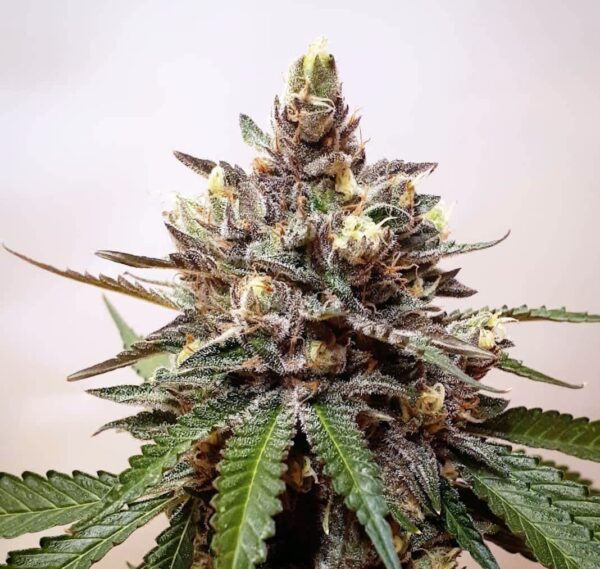 Seven Leaf Genetics Royal Cherry Punch Reg 12 pk