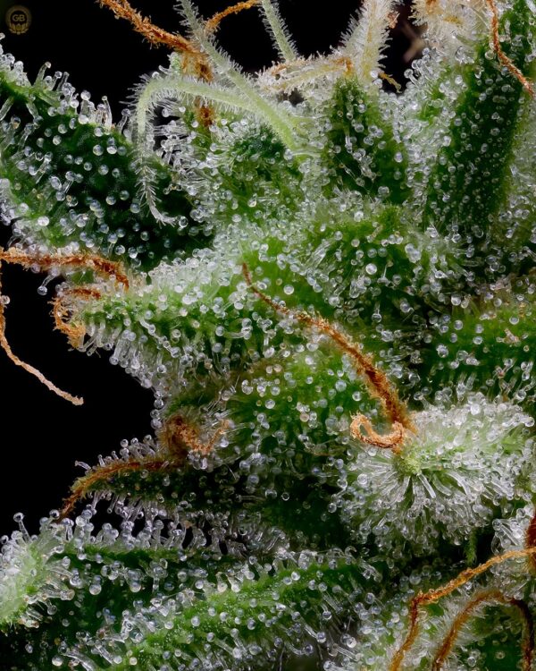 Green Bodhi Romulan x Hazy Kush  Fem 10 pk - Image 2