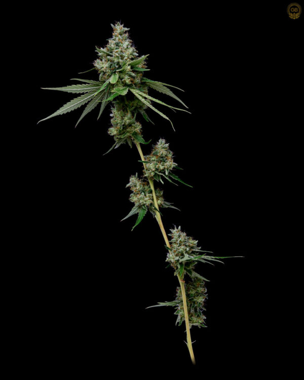 Green Bodhi Romulan x Hazy Kush  Fem 10 pk - Image 5