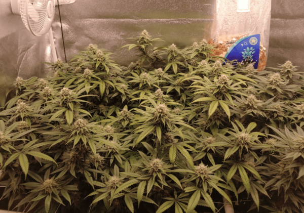 Seven Leaf Genetics Skunk Leroy Reg 12 pk