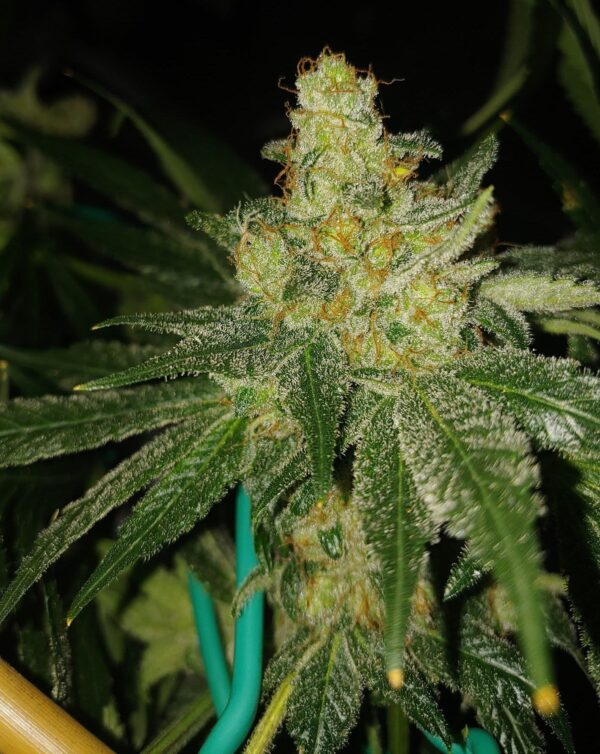 Seven Leaf Genetics BIg Hazard Kush Reg 10 pk - Image 3