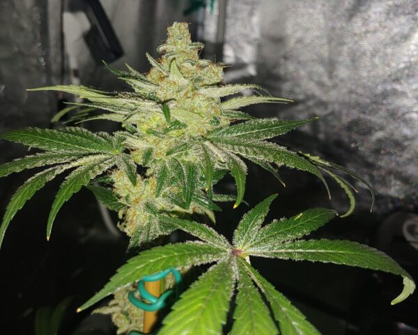 Seven Leaf Genetics BIg Hazard Kush Reg 10 pk - Image 2