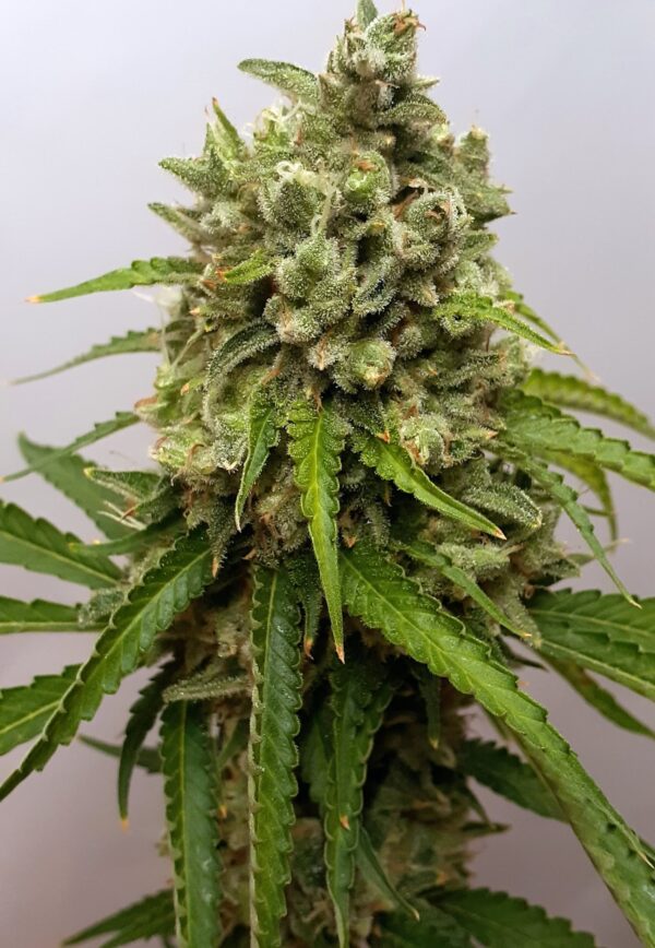 Seven Leaf Genetics Twin Rosez Reg 12 pk