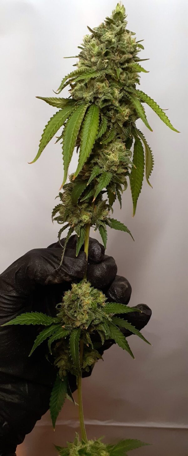 Seven Leaf Genetics Twin Rosez Reg 12 pk - Image 2