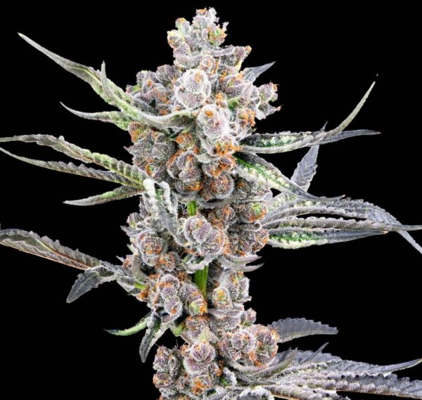 Mosca Seeds Blackout Auto-Fem 5 pk - Image 2