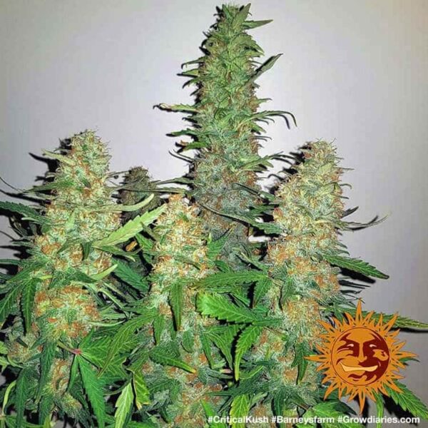 Barney's Farm Critical Kush Fem  5 pk - Image 4