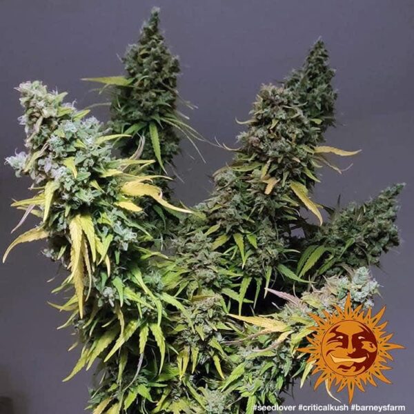 Barney's Farm Critical Kush Fem  5 pk