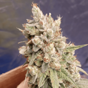 Dingleberry Kush (South Bay Genetics) :: Cannabis Strain Info