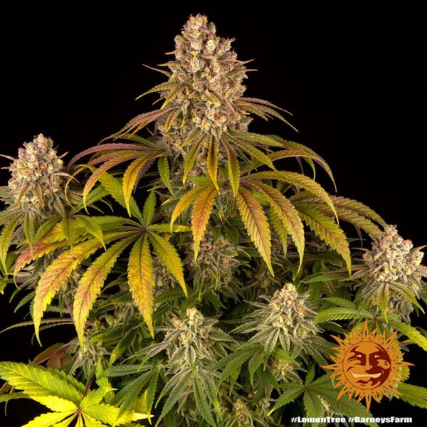 Barney's Farm Lemon Tree Fem  5 pk