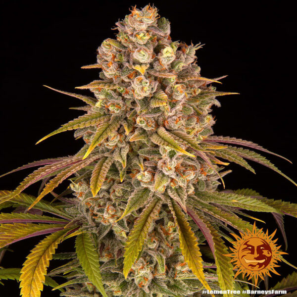 Barney's Farm Lemon Tree Fem  5 pk - Image 2