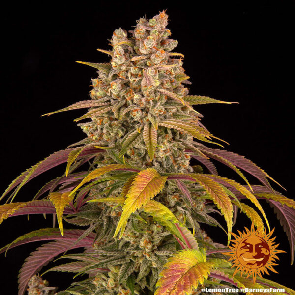 Barney's Farm Lemon Tree Fem  5 pk - Image 3