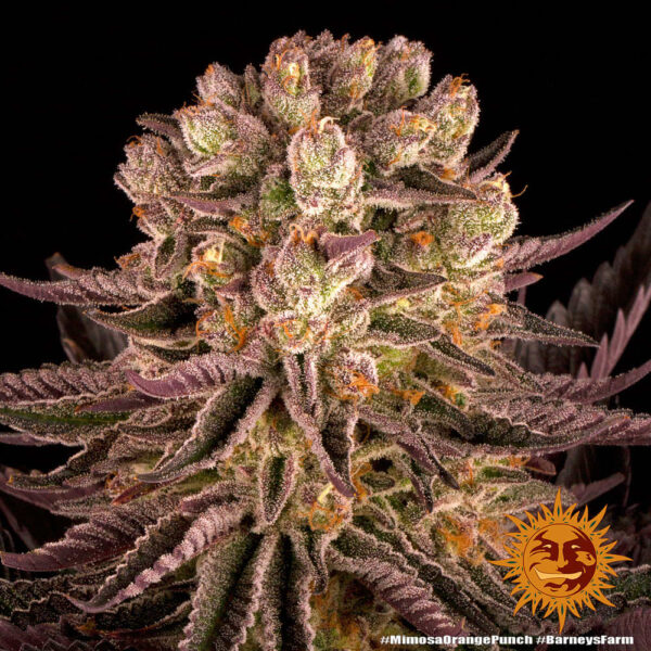 Barney's Farm Mimosa x Orange Punch Fem  5 pk - Image 3