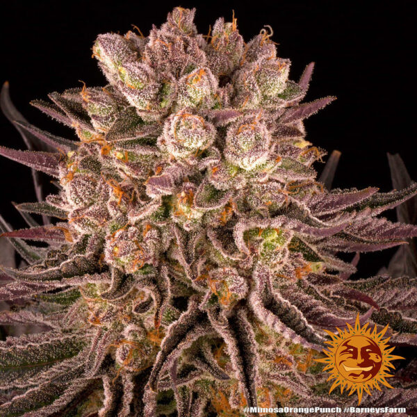 Barney's Farm Mimosa x Orange Punch Fem  5 pk - Image 2