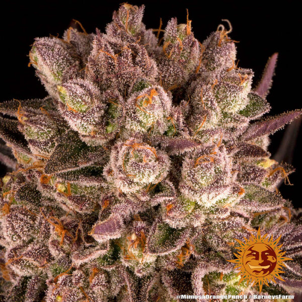 Barney's Farm Mimosa x Orange Punch Fem  5 pk - Image 5