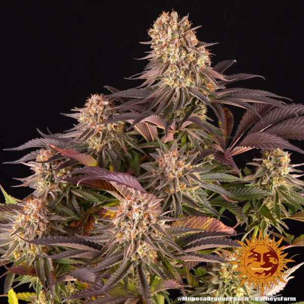 Barney's Farm Mimosa x Orange Punch Fem  5 pk - Image 10