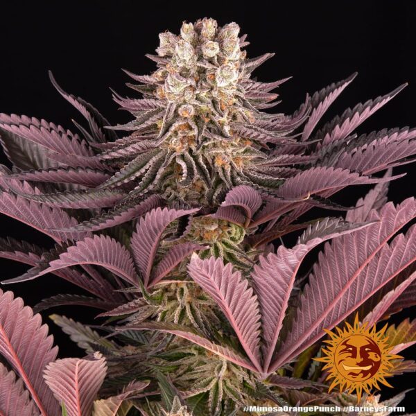 Barney's Farm Mimosa x Orange Punch Fem  5 pk - Image 8