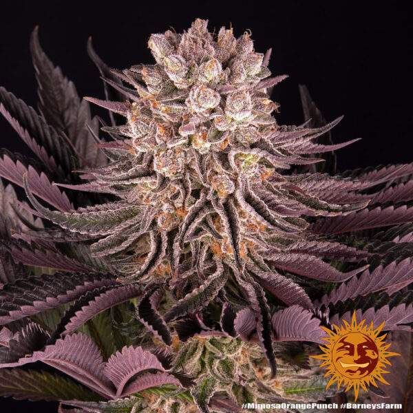 Barney's Farm Mimosa x Orange Punch Fem  5 pk - Image 7