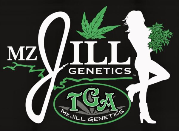 MzJill Genetics Jilly Bean Lime Reg 5 pk - Image 2