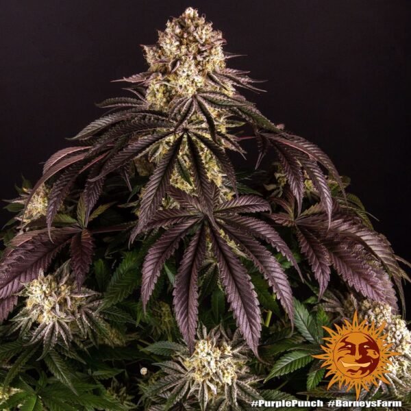 Barney's Farm Purple Punch Fem 5 pk - Image 8