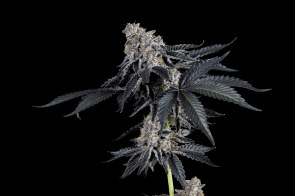 Mosca Seeds Rhapsody Fem 6 pk