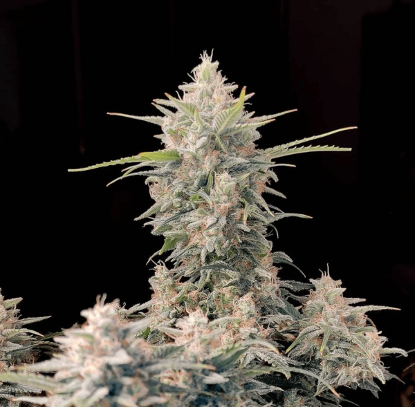 420 Fast Buds Original Auto Skunk Fem 5 pk