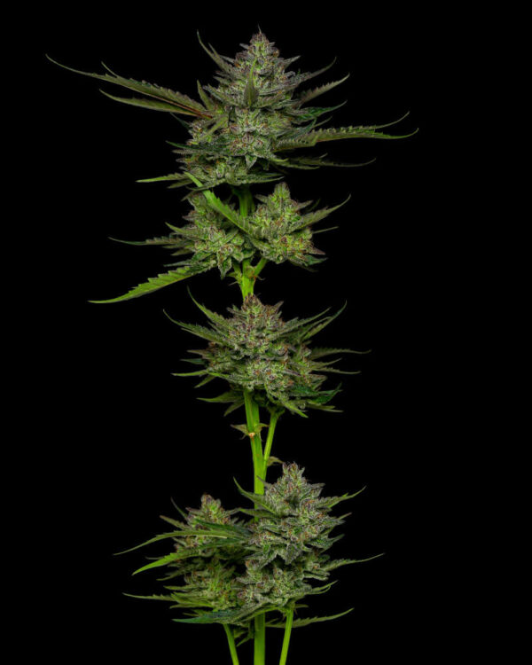 Humboldt Seed Company Sour Apple Auto Fem 5 pk