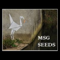MSG Seeds