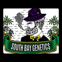 Dingleberry Kush (South Bay Genetics) :: Cannabis Strain Info