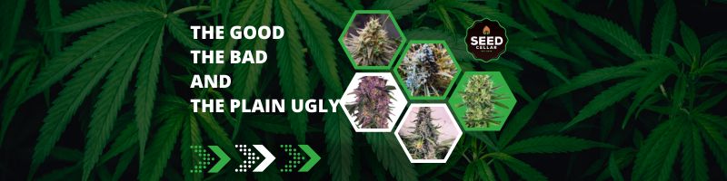 Is Your Weed Good, Bad or Just Plain Ugly?