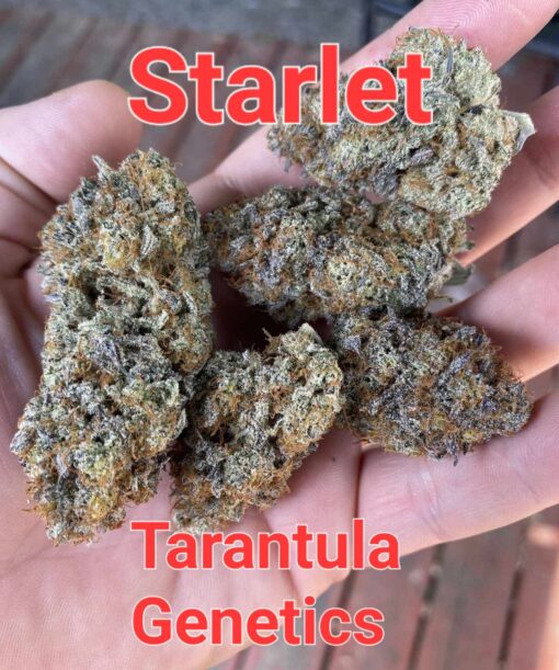 Tarantula Genetics Starlet Fem 6 pk | The Seed Cellar