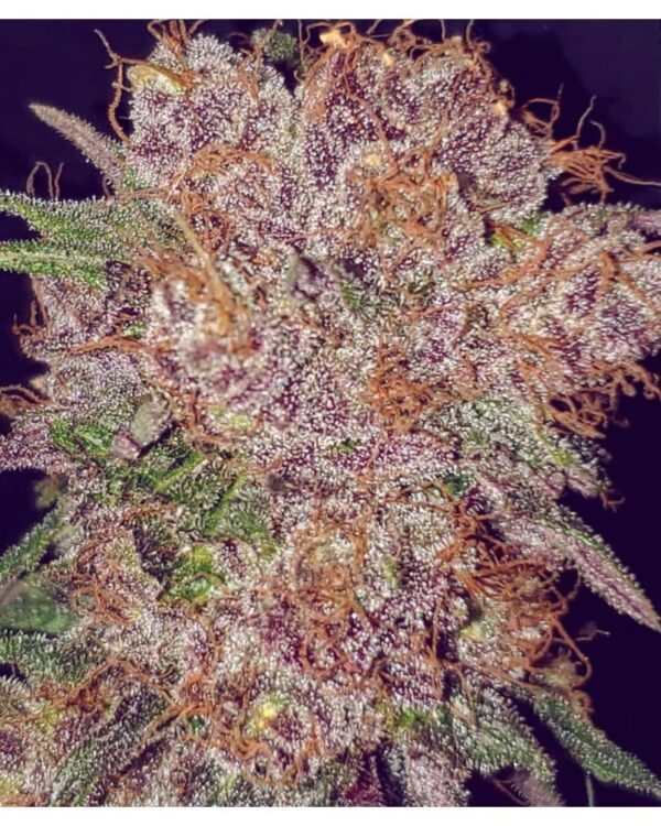 Cali Connection Strawberry Ice Fem 6 pk