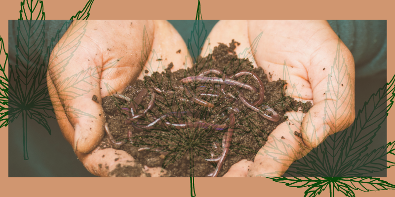 Worm Castings Fertilizer for Cannabis