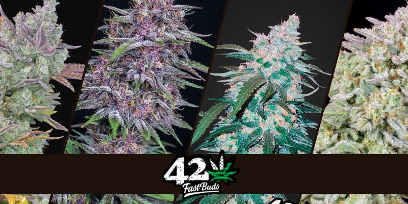 420 Fast Buds Top Cannabis Strains