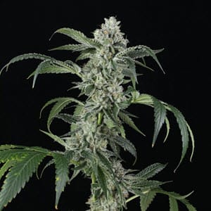 Mosca Seeds Larry Bubba Gelly Auto