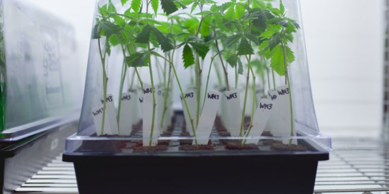 Growing Cannabis from Seeds vs. Clones: Pros & Cons