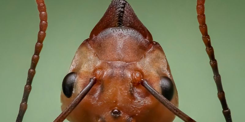 Cannabis Pests: Ants Like Weed Too!