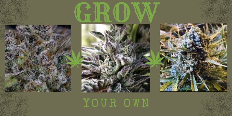 Top 7 Mistakes When Growing Cannabis and How to Avoid