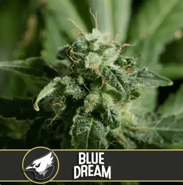 Buy Seeds Online From Seed Cellar For The Best Cannabis!