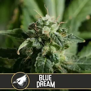 Blimburn Blue Dream