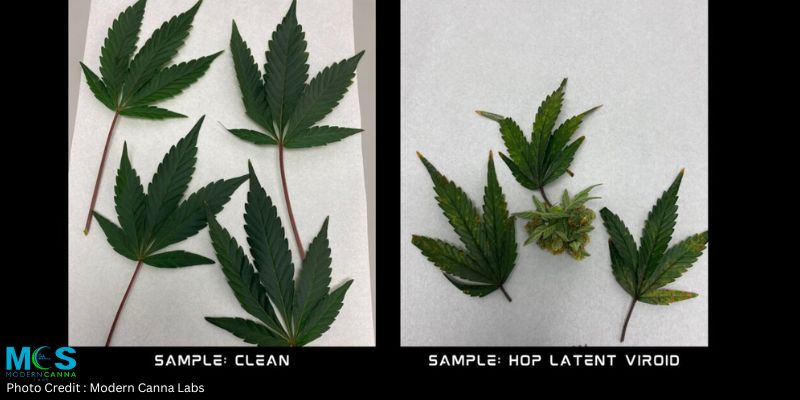 Hop Latent Viroid: Understanding the Impact on Cannabis